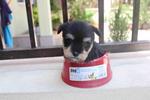 Super Mini Schnauzer Puppy  - Schnauzer Dog