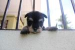 Super Mini Schnauzer Puppy  - Schnauzer Dog