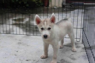 Big Bone Female 2 Siberian Husky  - Siberian Husky Dog