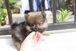 Quality Pomeranian Puppy - Pomeranian Dog