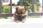 Quality Pomeranian Puppy - Pomeranian Dog
