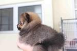 Quality Pomeranian Puppy - Pomeranian Dog