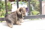 Quality Pomeranian Puppy - Pomeranian Dog