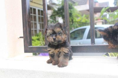 Mini Silky Terrier Puppy  - Silky Terrier Dog