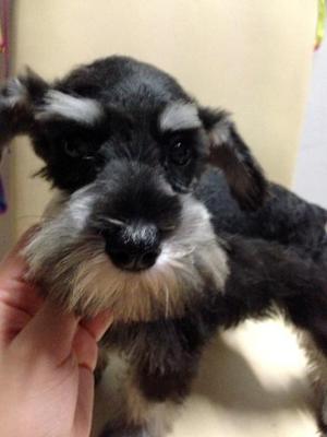 Black And Silver Schnauzer With Mka - Schnauzer Dog