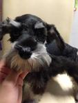 Black And Silver Schnauzer With Mka - Schnauzer Dog