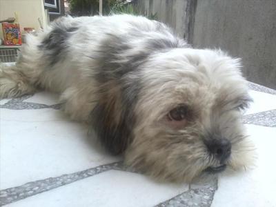 Sparker - Shih Tzu Dog