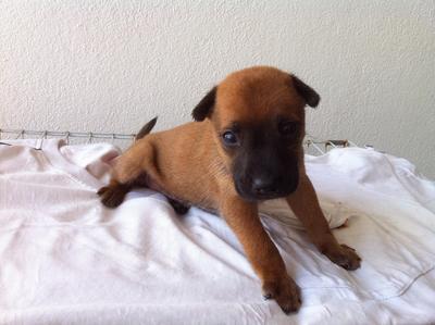 B2 - Mixed Breed Dog