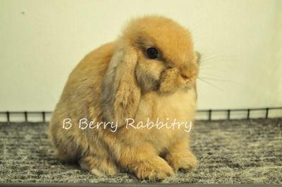 Holland Lop - Tort 15 - Holland Lop Rabbit