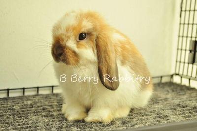 Holland Lop - Broken Tort 152 - Holland Lop Rabbit