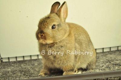 Netherland Dwarf - Chestnut 15 - Netherland Dwarf Rabbit