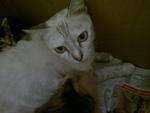 Momy And Kitten - Siamese + Egyptian Mau Cat