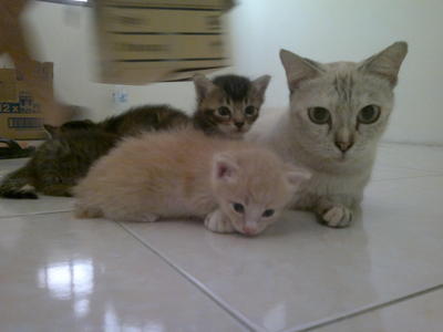 Momy And Kitten - Siamese + Egyptian Mau Cat