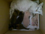 Momy And Kitten - Siamese + Egyptian Mau Cat