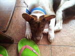 Long Kang, Apprx 5-6 Months Old - Mixed Breed Dog