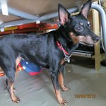 Minpin - Miniature Pinscher Dog