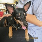 Minpin - Miniature Pinscher Dog