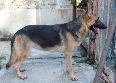 Lucky &amp; Friends - German Shepherd Dog Dog