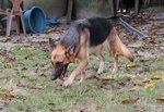 Lucky &amp; Friends - German Shepherd Dog Dog