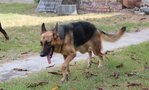 Lucky &amp; Friends - German Shepherd Dog Dog