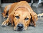 Sophie - Labrador Retriever Mix Dog