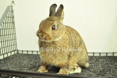 Netherland Dwarf - Chestnut 16 - Netherland Dwarf Rabbit