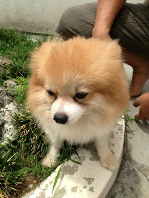 Toy Female And Male Pomeranians - Pomeranian Dog