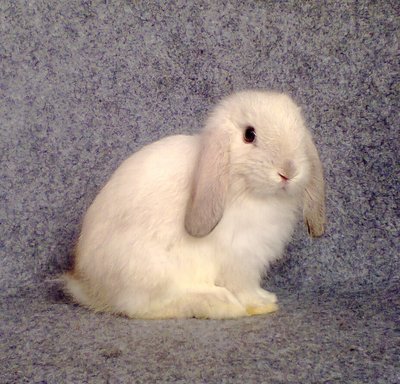 Holland - Holland Lop Rabbit