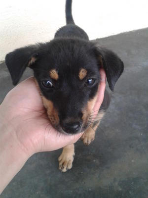 Bebe - Mixed Breed Dog