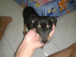 Bebe - Mixed Breed Dog