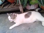 Putih - Bobtail Cat