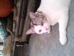 Putih - Bobtail Cat