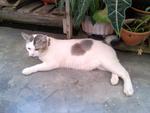 Putih - Bobtail Cat