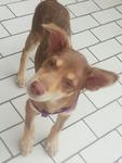 Brown Sugar - Mixed Breed Dog