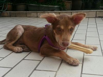 Brown Sugar - Mixed Breed Dog