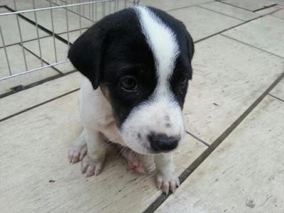 Puppy - Mixed Breed Dog