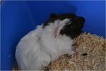 Young Guinea Pigs  - Guinea Pig Small & Furry