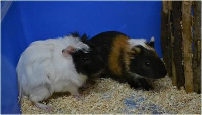 Young Guinea Pigs  - Guinea Pig Small & Furry