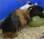 Young Guinea Pigs  - Guinea Pig Small & Furry