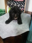 Silver Grey Tiny Toy Poodle Rm1200 - Poodle Dog