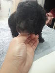 Silver Grey Tiny Toy Poodle Rm1200 - Poodle Dog