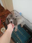 Silver Grey Tiny Toy Poodle Rm1200 - Poodle Dog