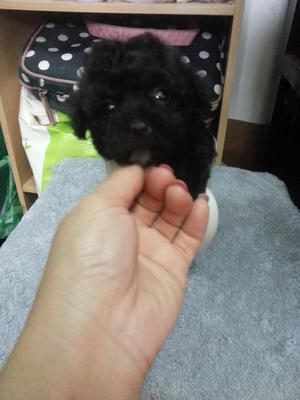 Silver Grey Tcup Poodle Rm1680 - Poodle Dog