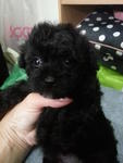 Silver Grey Tcup Poodle Rm1680 - Poodle Dog