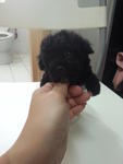 Silver Grey Tcup Poodle Rm1680 - Poodle Dog