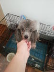 Silver Grey Tcup Poodle Rm1680 - Poodle Dog