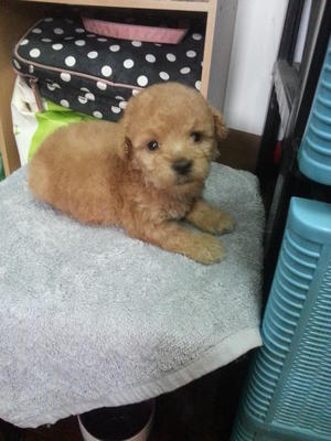 Brown Tiny Toy Poodle Rm650 - Poodle Dog