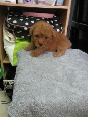 Red Tiny Toy Poodle Rm700 - Poodle Dog