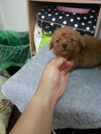 Red Tiny Toy Poodle Rm700 - Poodle Dog