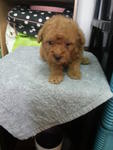 Red Tiny Toy Poodle Rm700 - Poodle Dog